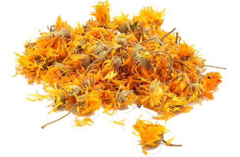 Calendula