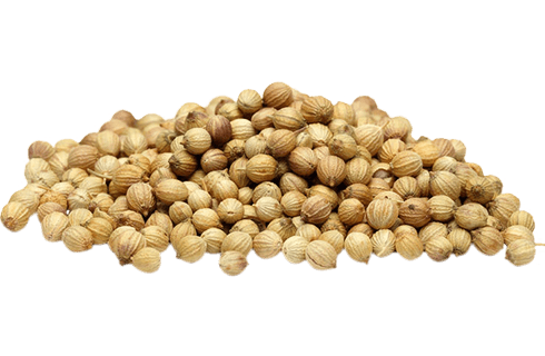 Coriander