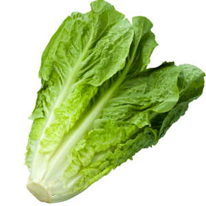 lettus